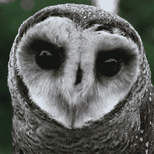 An image of an owl found on google that I used in Cartogram.