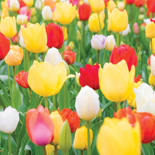 The image of flowers that I found on google. 